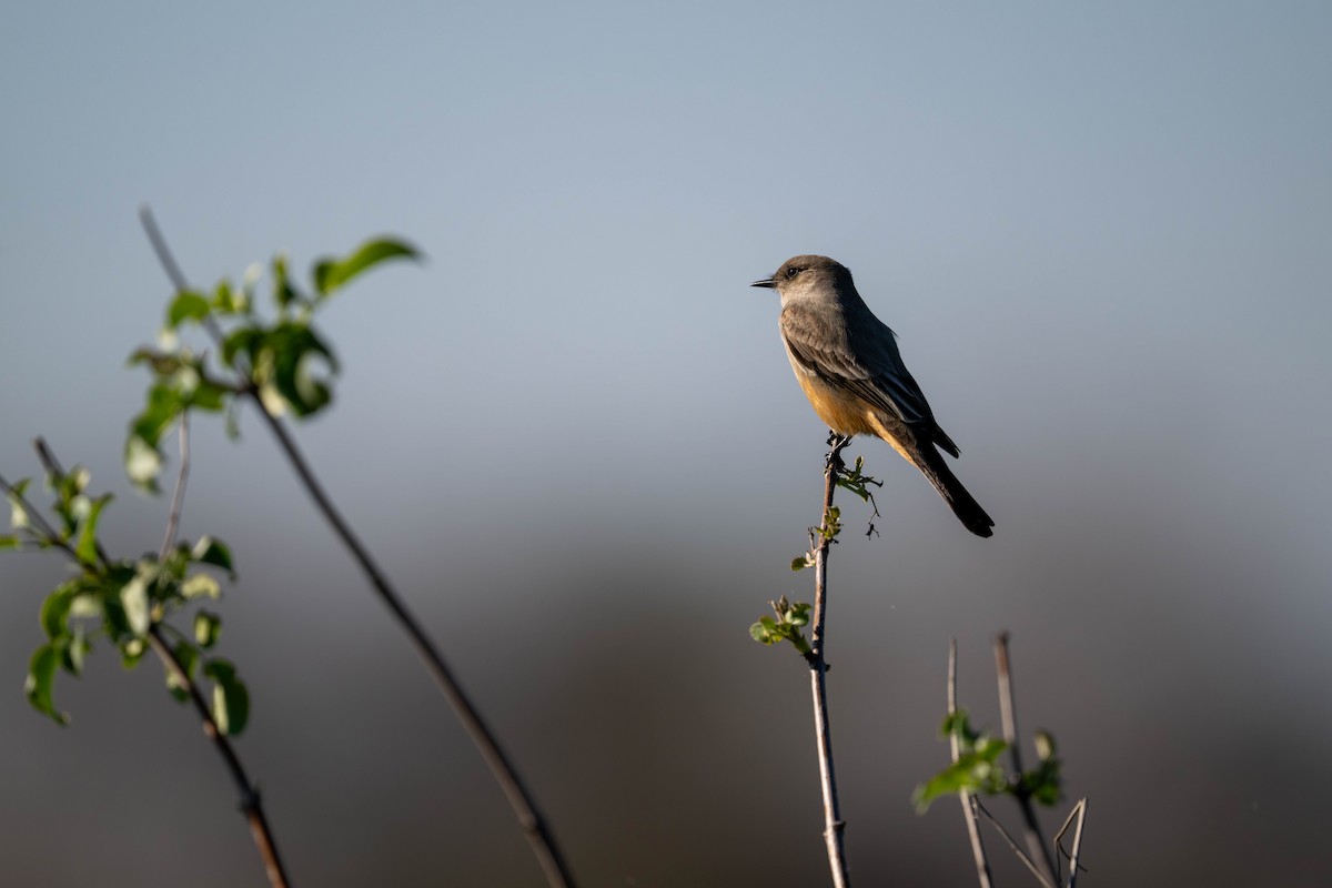 Say's Phoebe - ML647478806