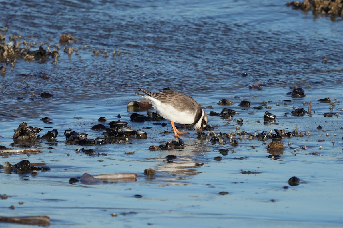 Common Ringed Plover - ML647478809