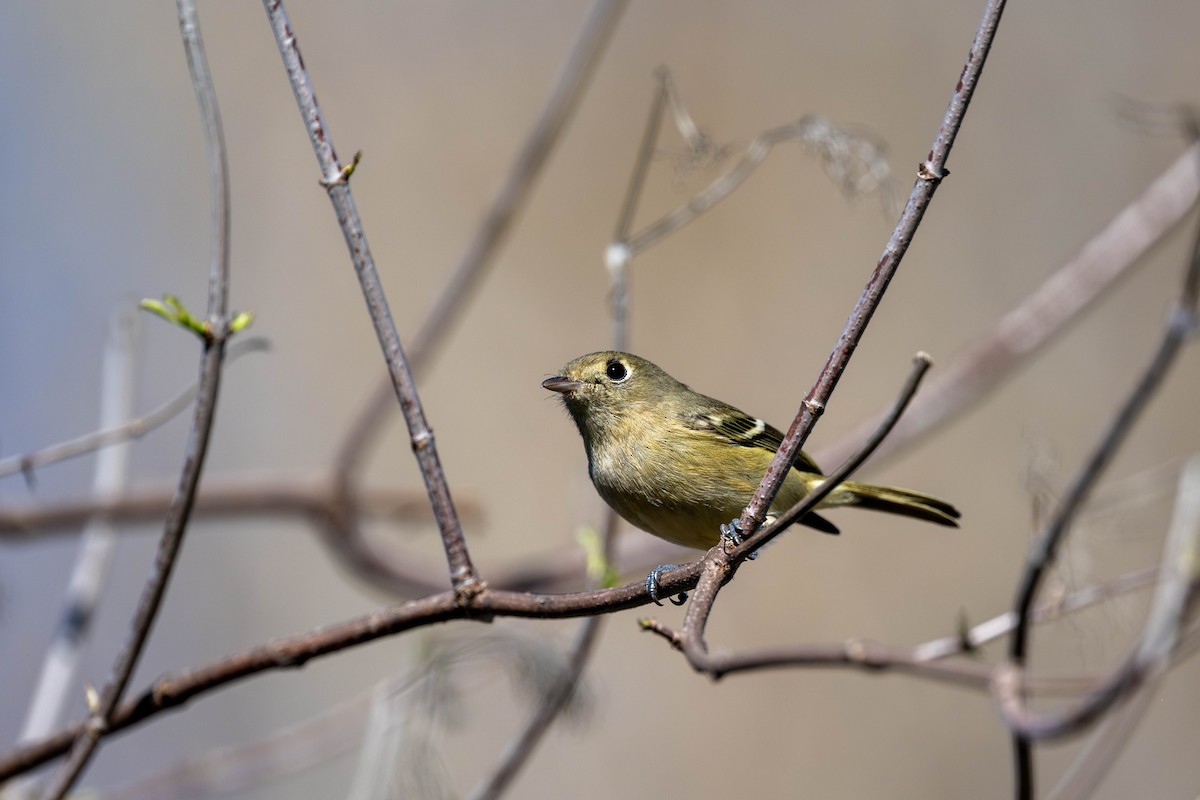 Hutton's Vireo - ML647478810