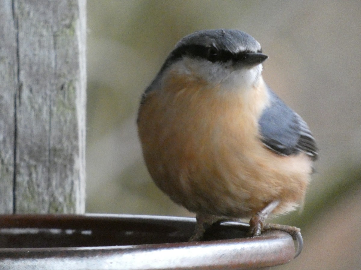 Eurasian Nuthatch (Western) - ML647478811