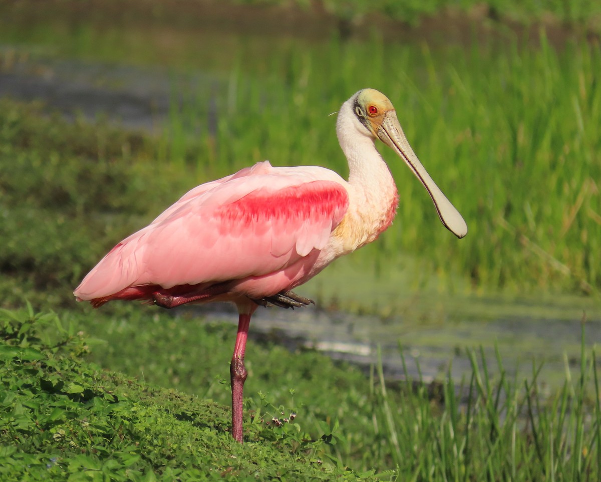 Roseate Spoonbill - ML647478812