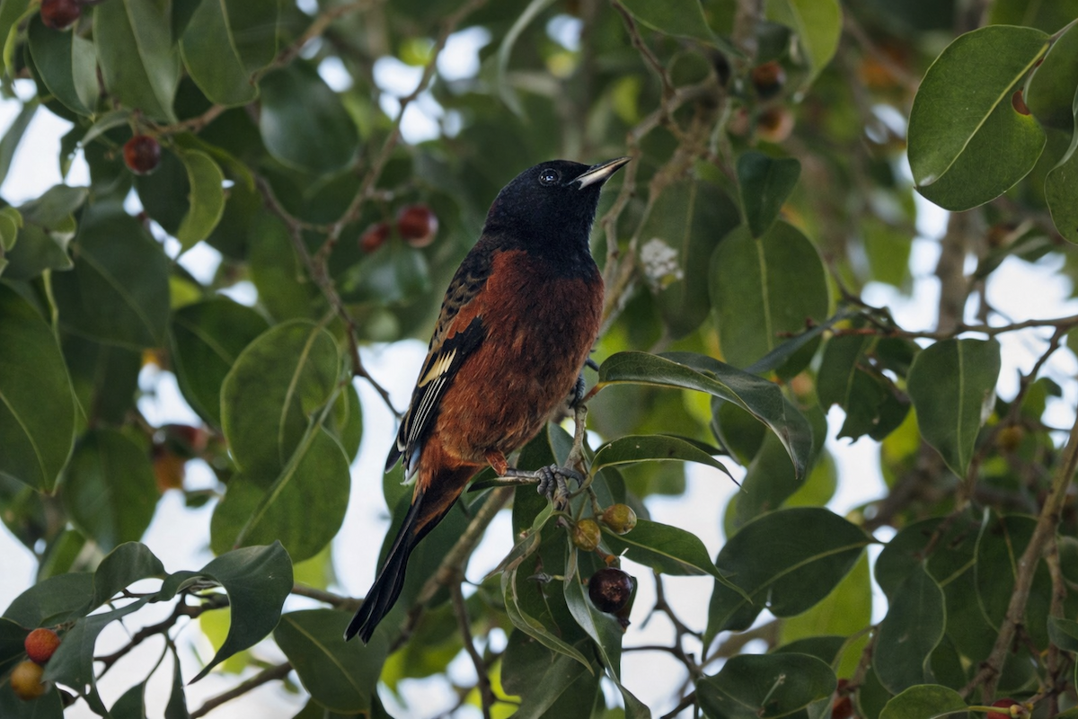Orchard Oriole - ML647478813