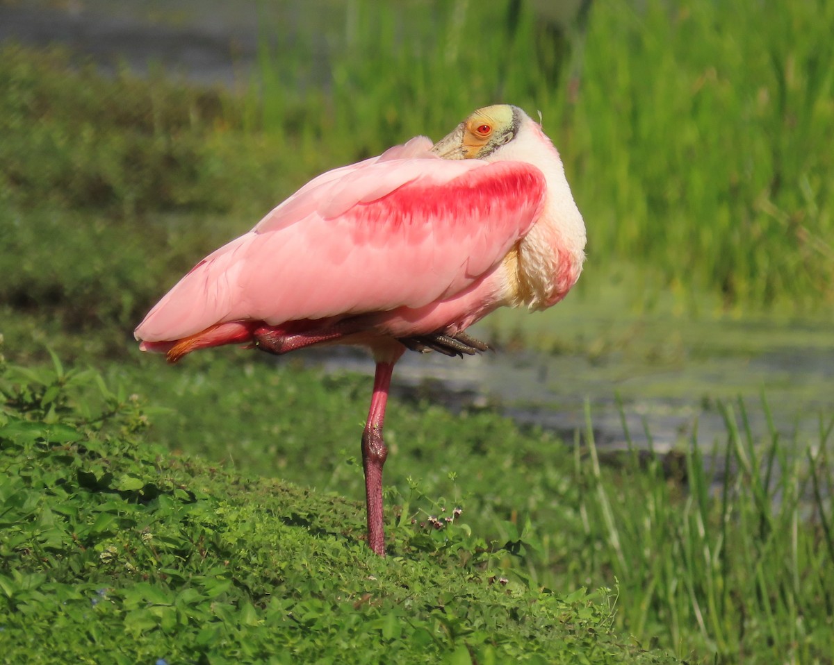Roseate Spoonbill - ML647478814