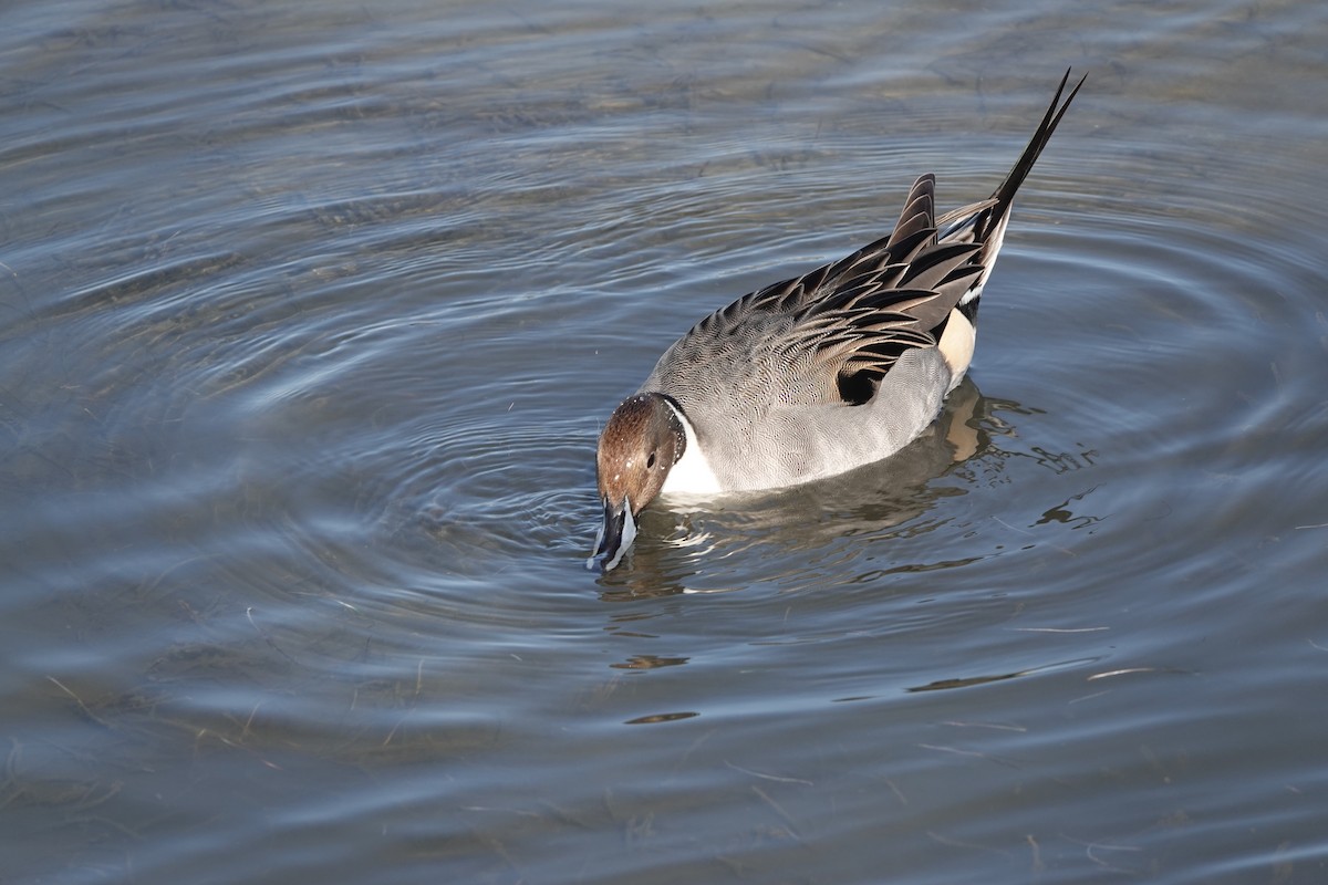 Northern Pintail - ML647478816