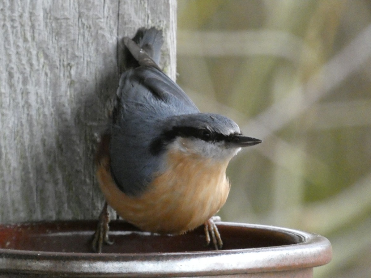 Eurasian Nuthatch (Western) - ML647478817