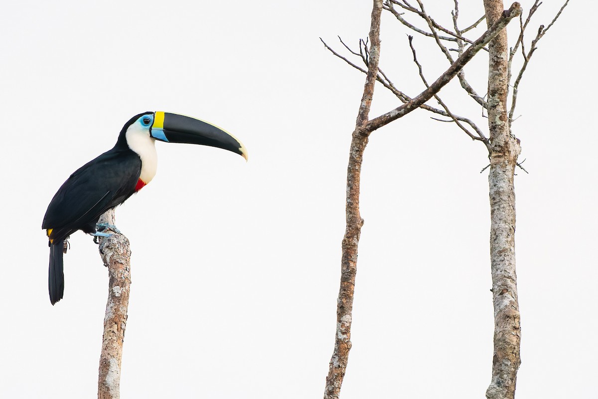 White-throated Toucan - ML647478821