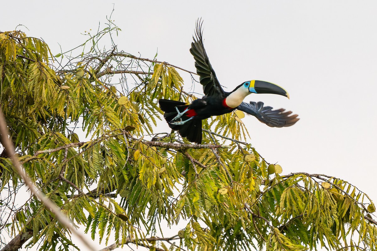 White-throated Toucan - ML647478822