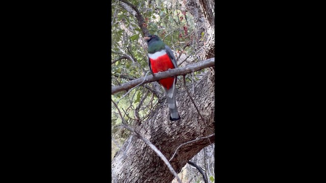 Coppery-tailed Trogon - ML647478833