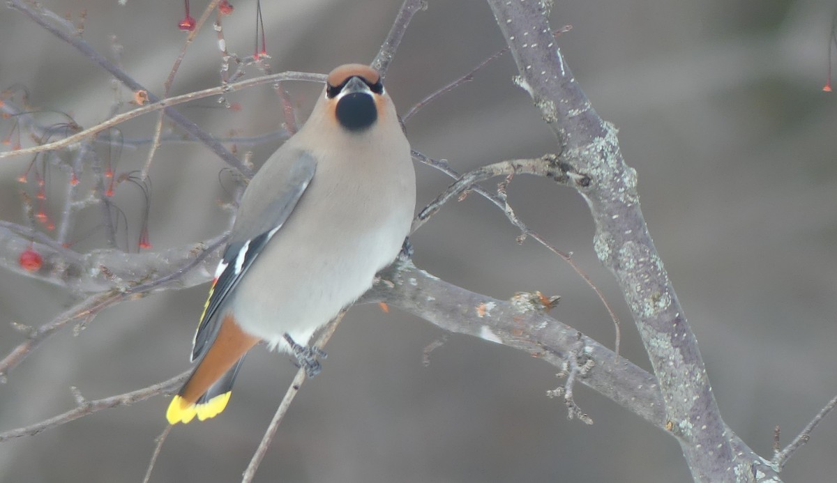 黃連雀 - ML647478849