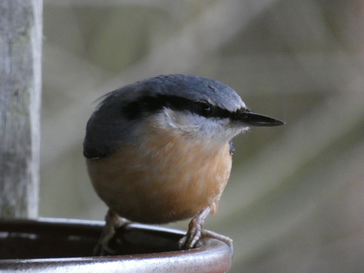 Eurasian Nuthatch (Western) - ML647478851