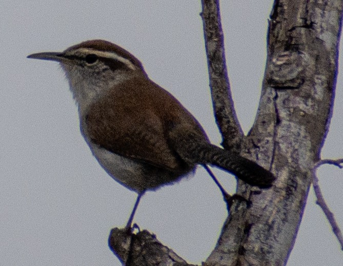 Troglodyte de Bewick - ML647478854