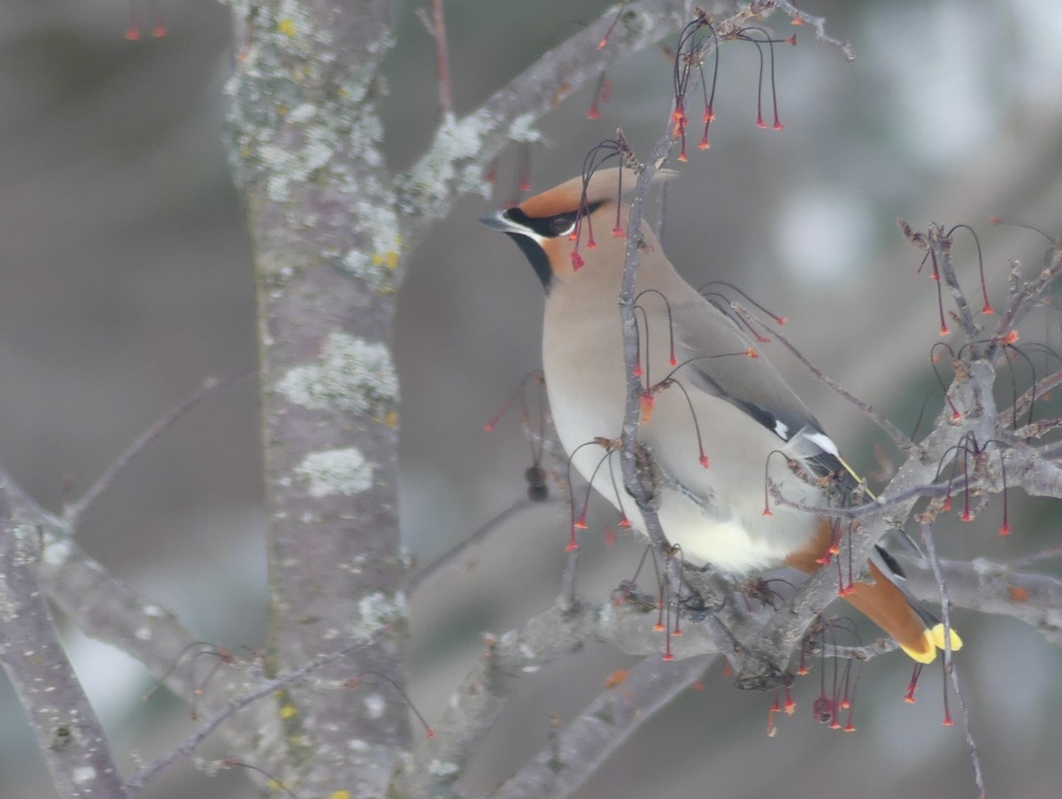 黃連雀 - ML647478859