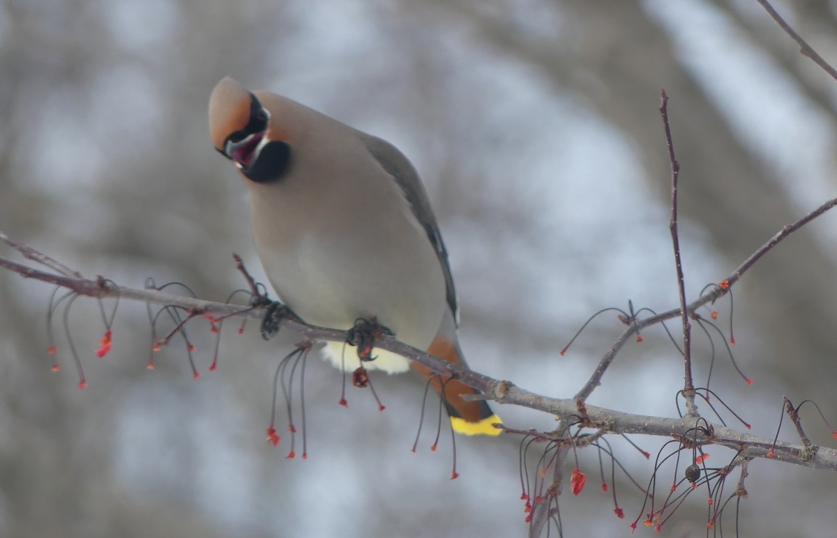 黃連雀 - ML647478872