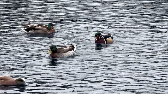 Каролінка - ML647478875