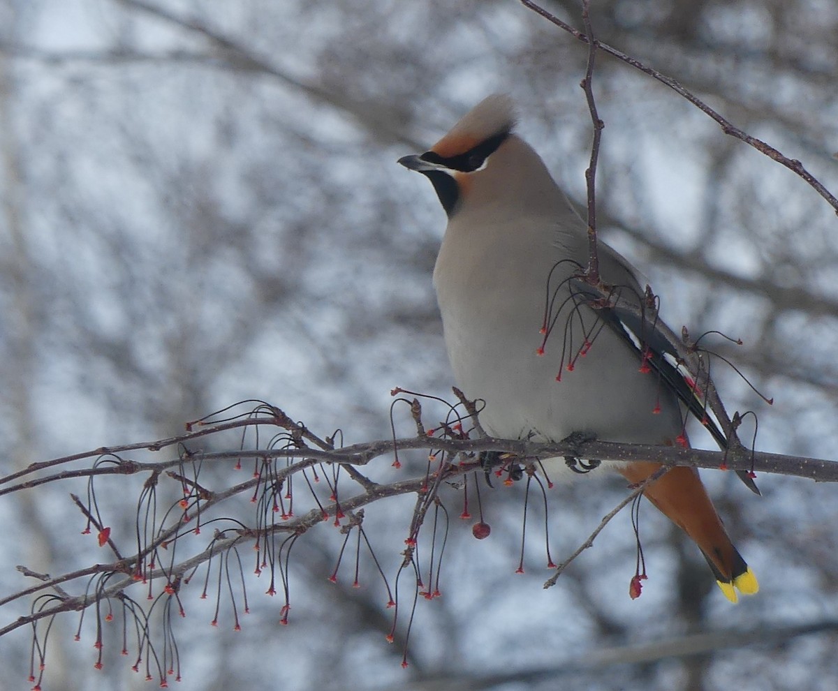 黃連雀 - ML647478879