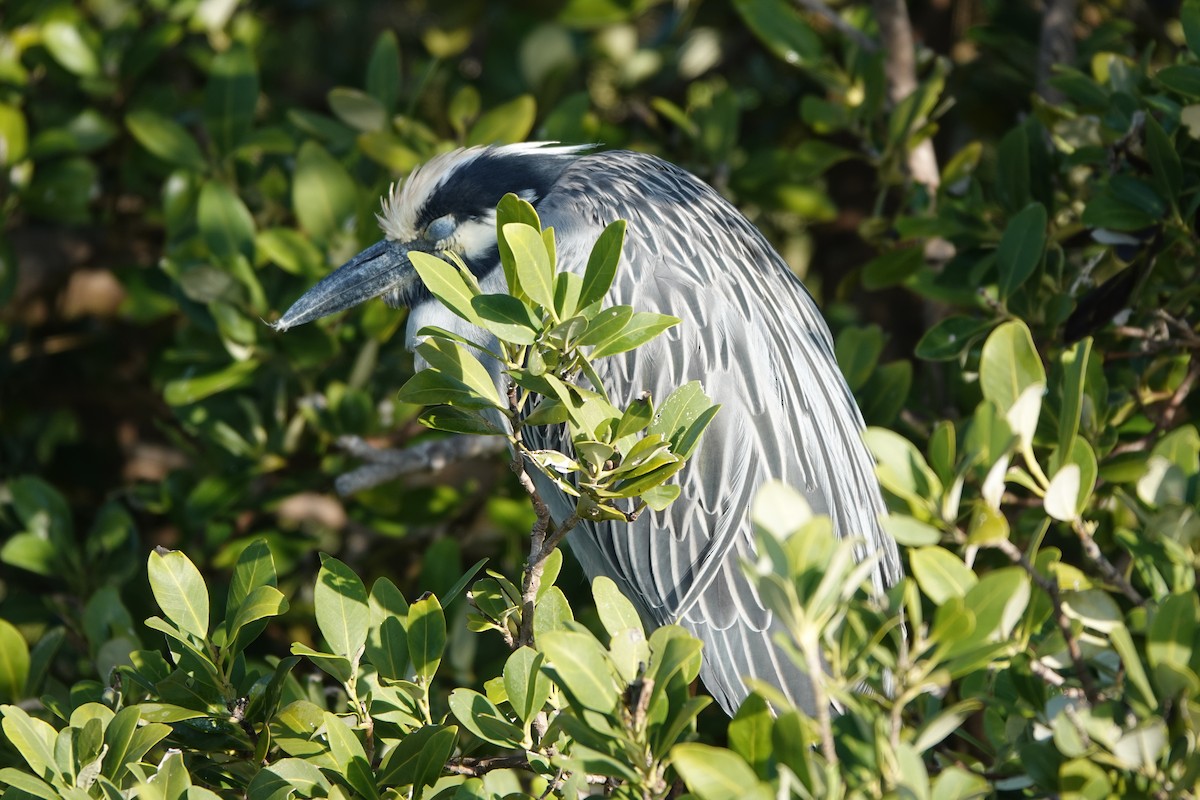 Yellow-crowned Night Heron - ML647478886