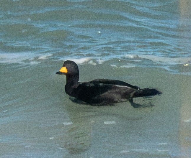 amerikasvartand - ML647478892