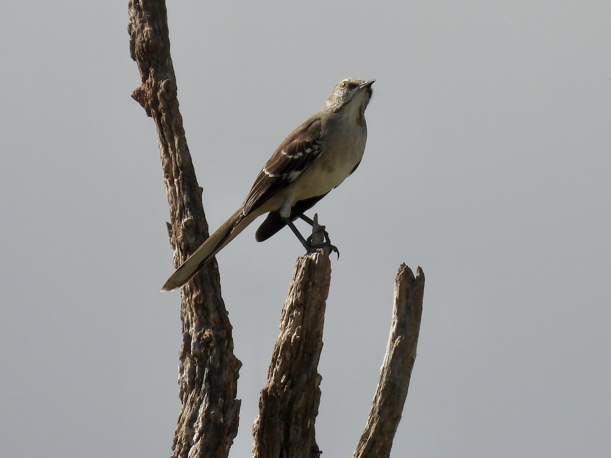 Northern Mockingbird - ML647478914