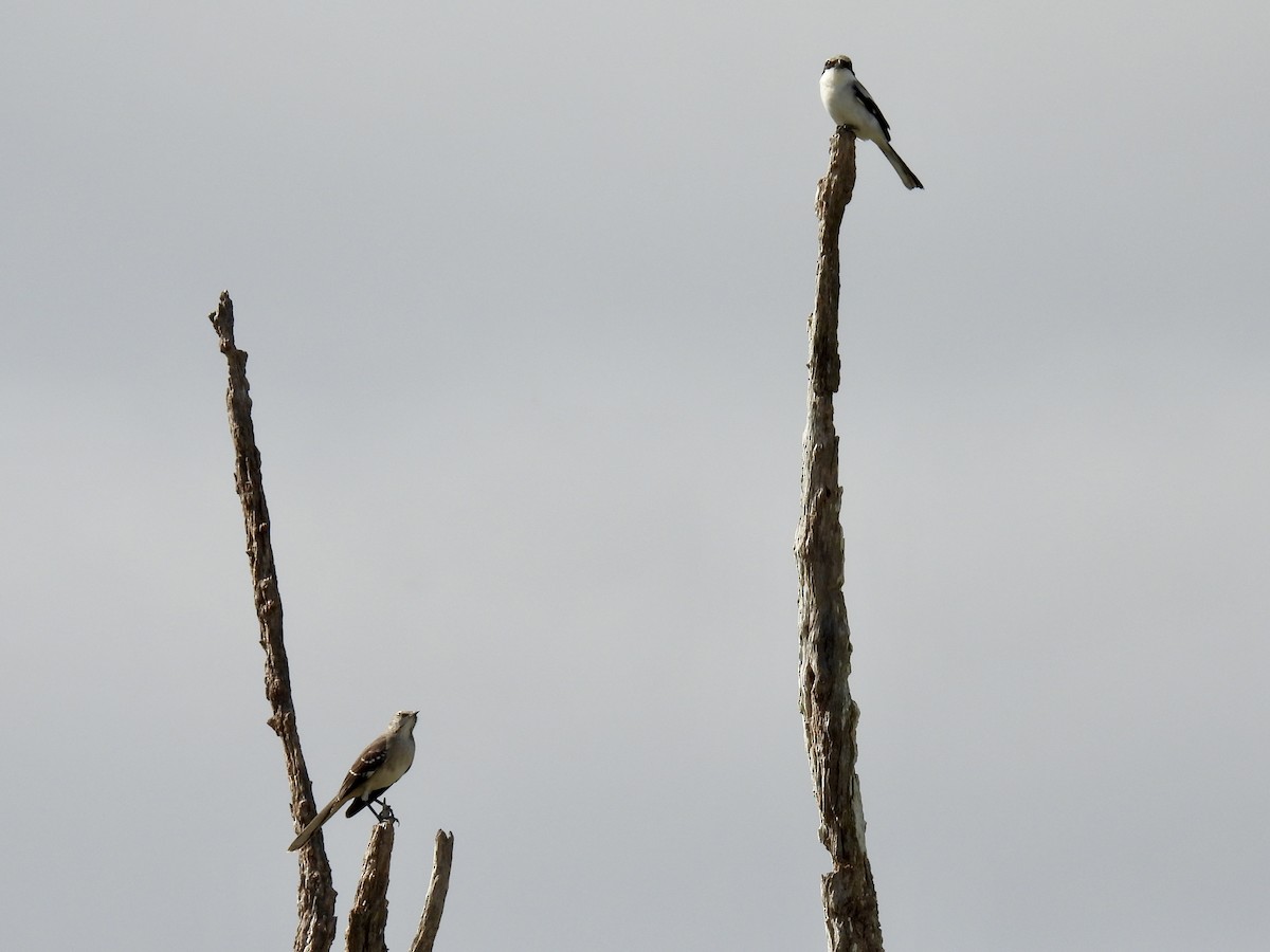 Northern Mockingbird - ML647478915