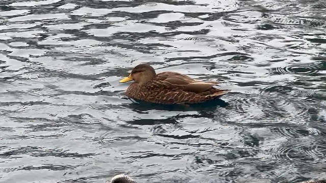 Крижень мексиканський - ML647478940