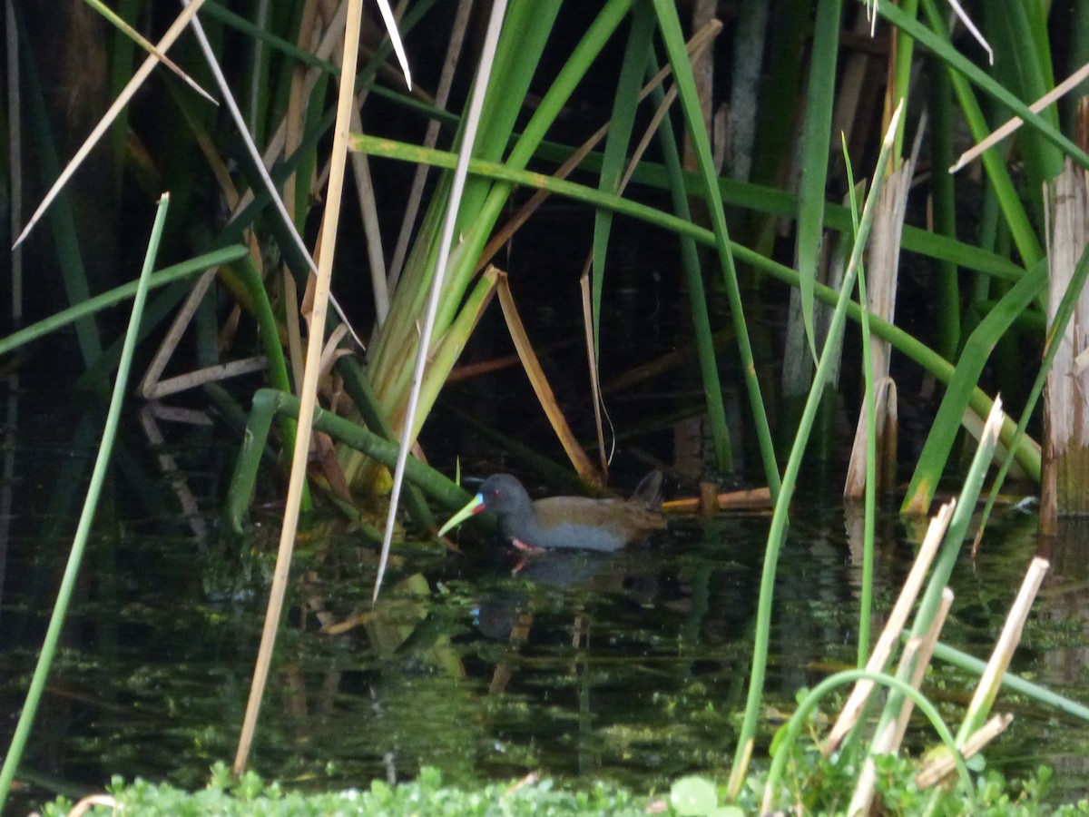 Kurşuni Sukılavuzu - ML647478948