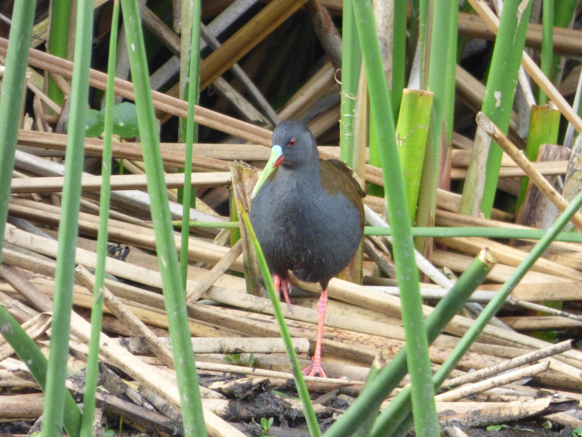 Kurşuni Sukılavuzu - ML647478949