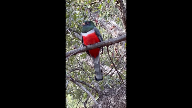 Coppery-tailed Trogon - ML647478953