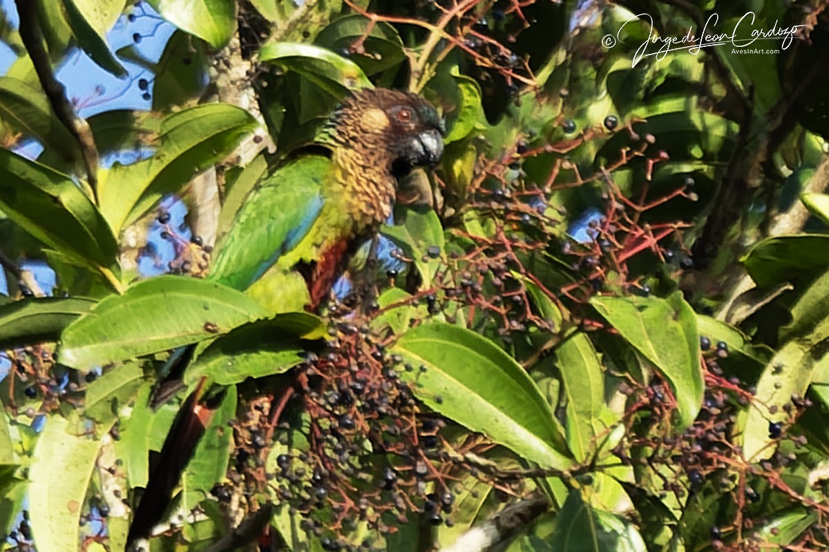 pyrura paráský - ML647478961