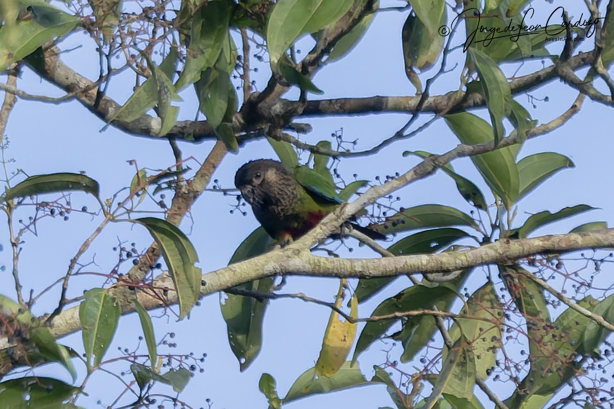 pyrura paráský - ML647478962