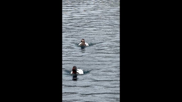 Попелюх довгодзьобий - ML647478968