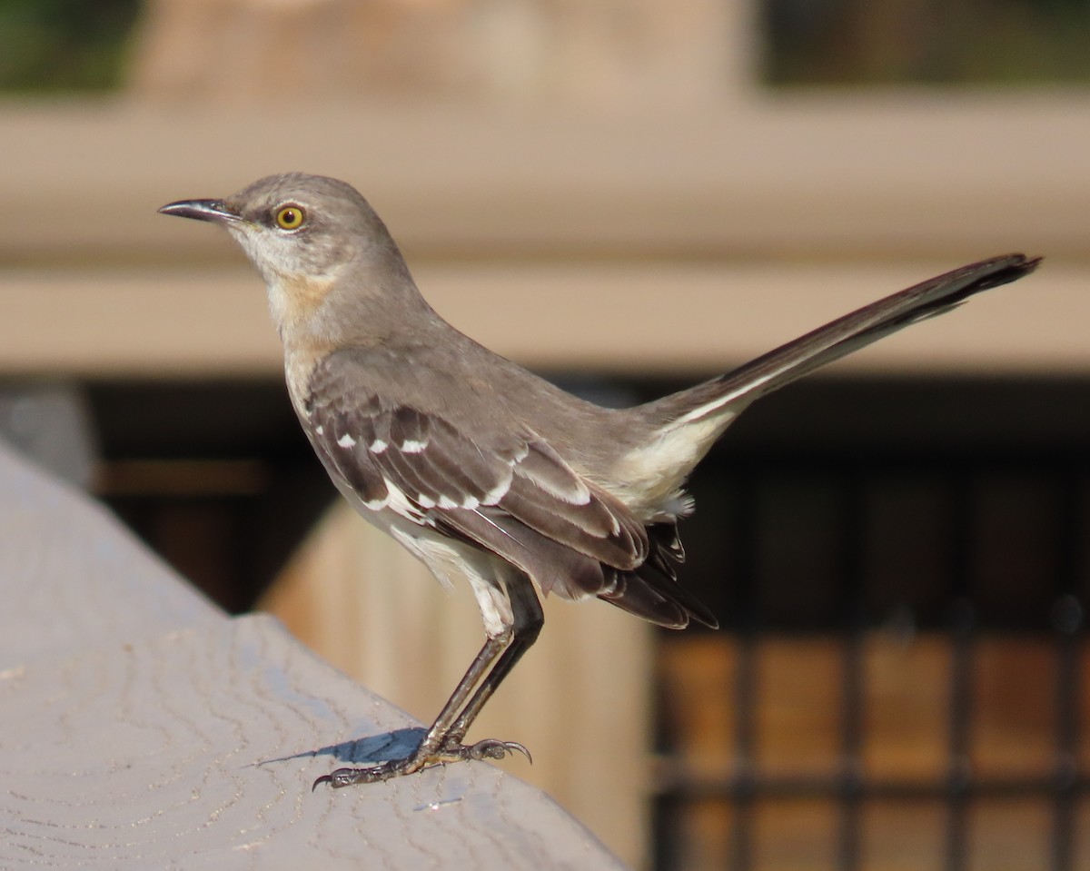 Northern Mockingbird - ML647478978