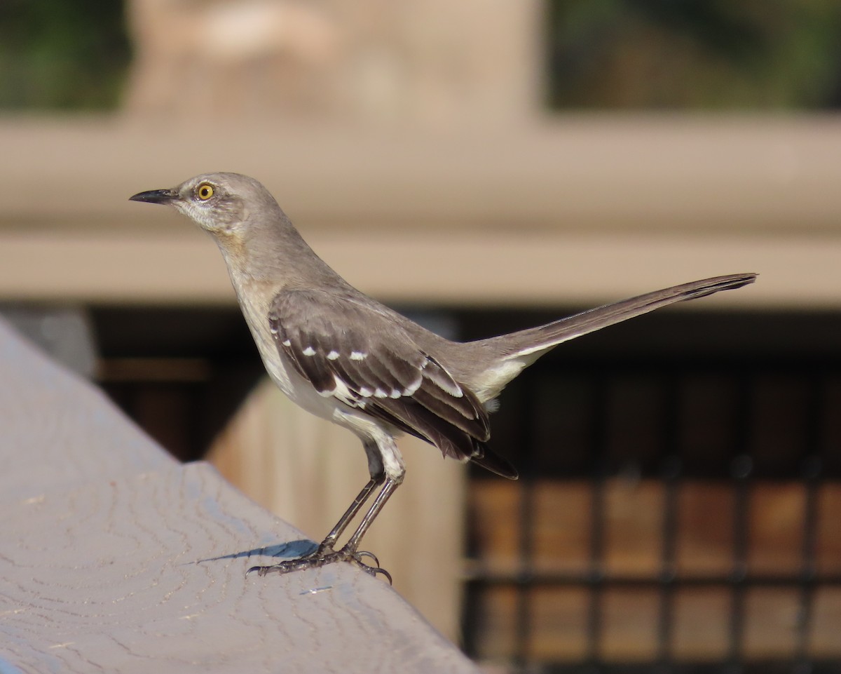 Northern Mockingbird - ML647478979
