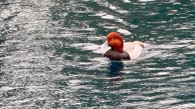 Попелюх американський - ML647478980