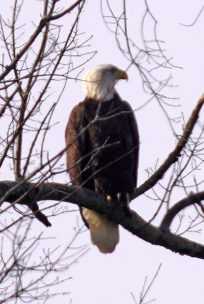 Bald Eagle - ML647478994