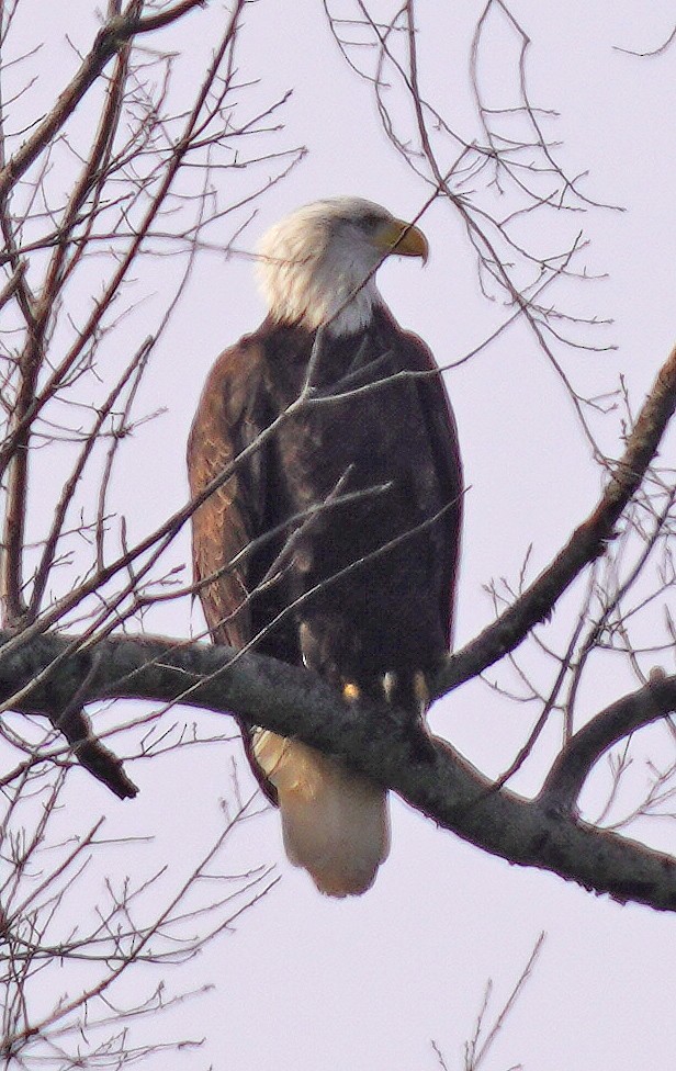 Bald Eagle - ML647478995