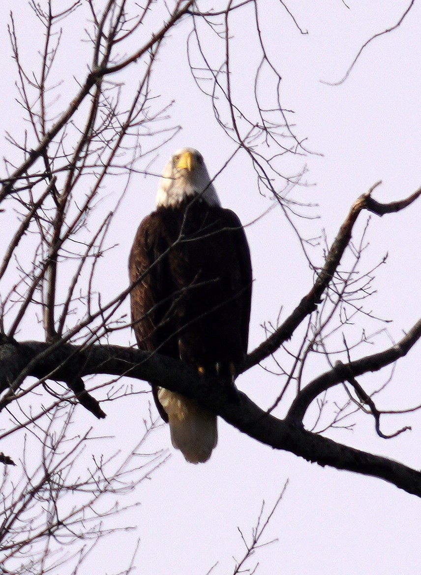 Bald Eagle - ML647478996