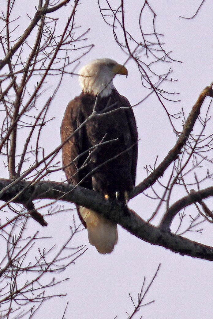 Bald Eagle - ML647478997