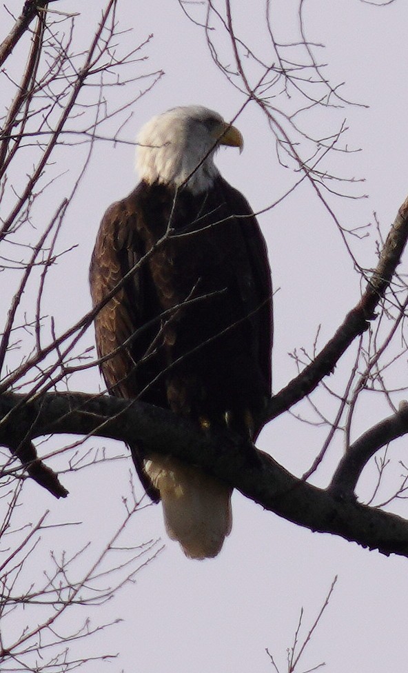 Bald Eagle - ML647478998