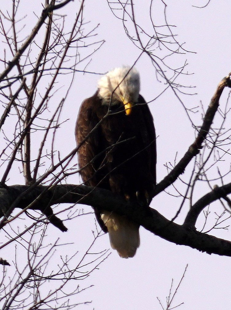 Bald Eagle - ML647478999
