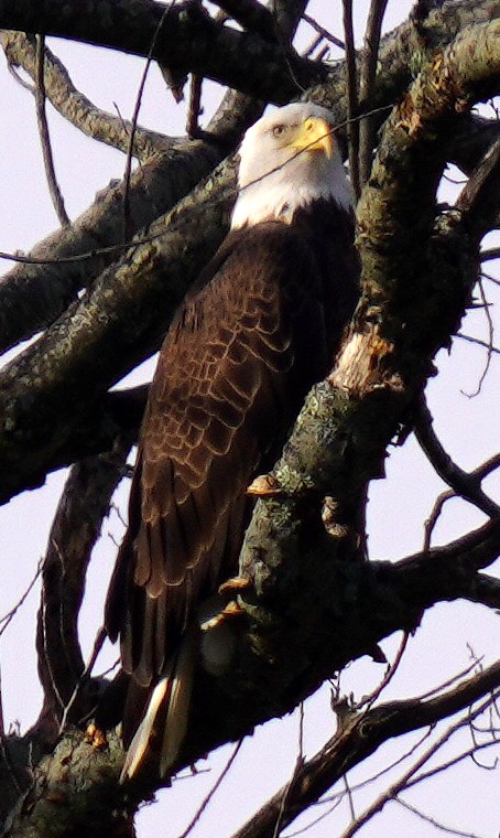 Bald Eagle - ML647479000