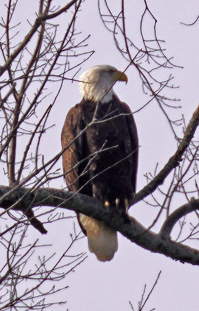 Bald Eagle - ML647479001