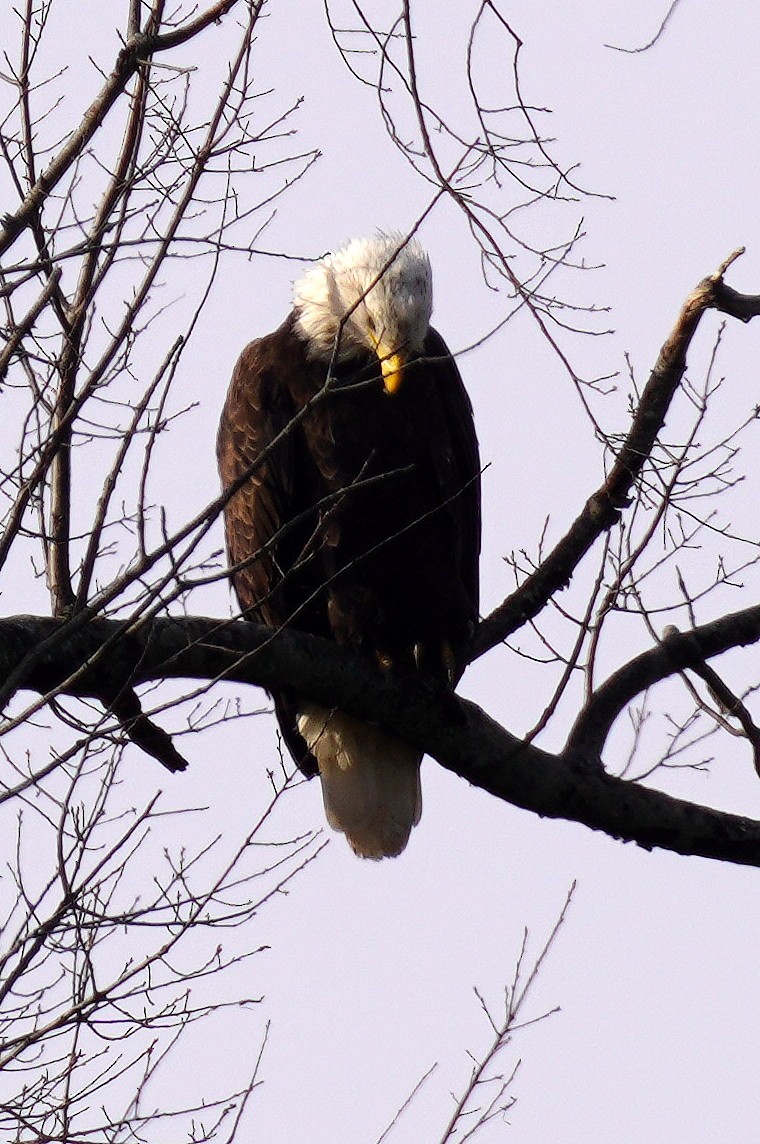 Bald Eagle - ML647479002
