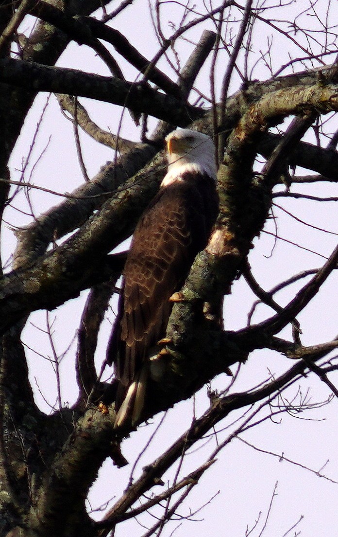 Bald Eagle - ML647479003