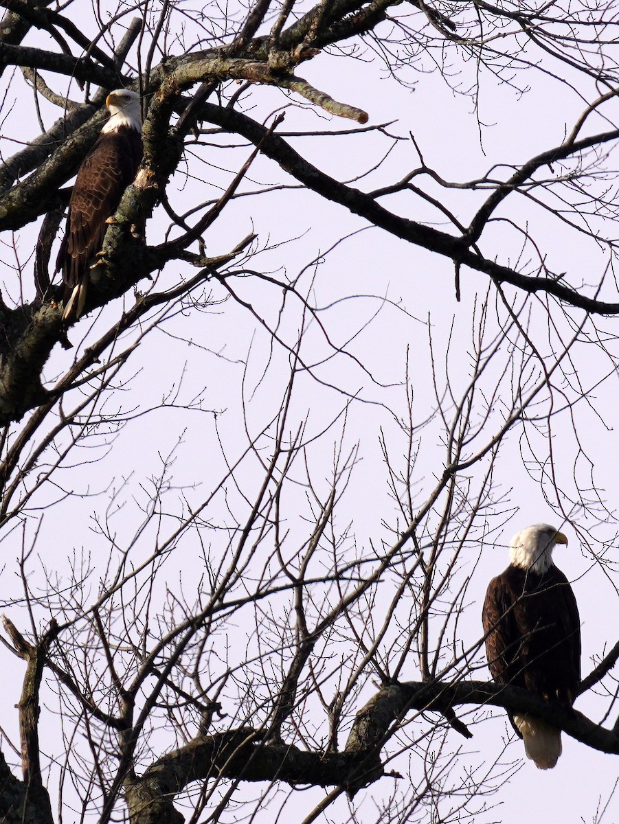 Bald Eagle - ML647479004