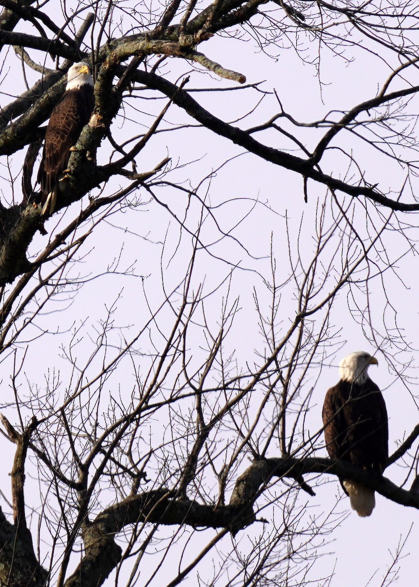 Bald Eagle - ML647479005