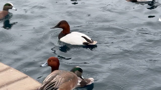 Чернь канадська - ML647479014