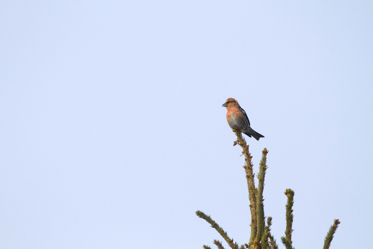 křivka bělokřídlá - ML647479015