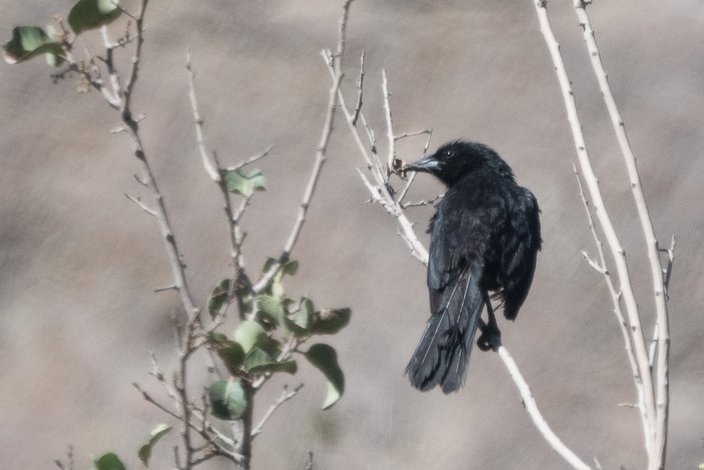 Austral Blackbird - ML647479019