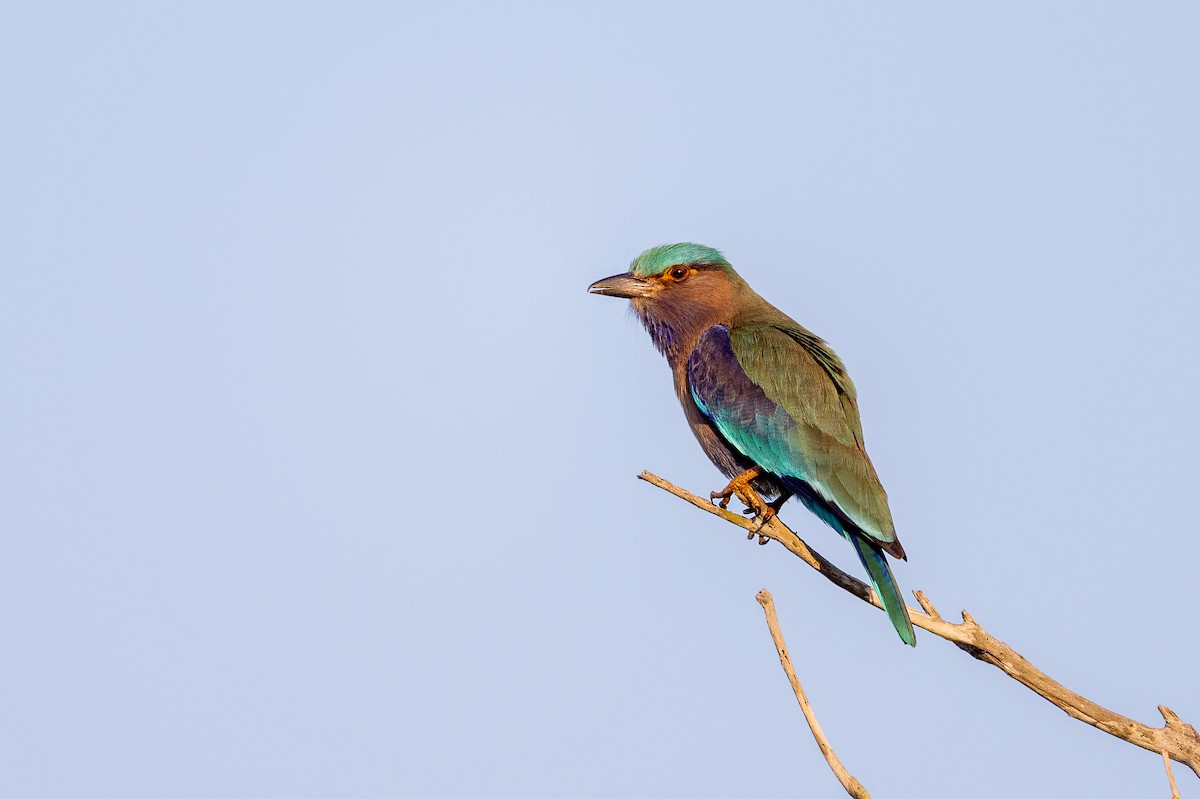 Indochinese Roller - ML647479028