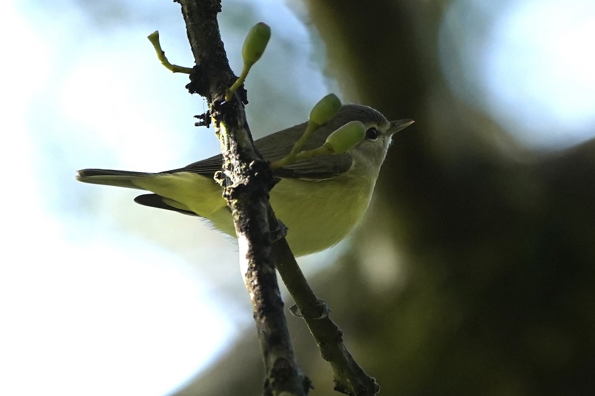 Bireo filadelfiarra - ML647479030
